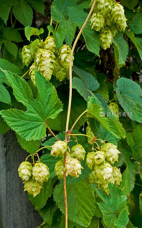 啤酒花(Humulus lupulus)是一种啤酒花的雌花簇(通常称为种子球果或球芽)。加州圣罗莎。Cannabaceae